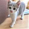 絶妙なグレーの毛並み●人＆猫見知りなし●兄弟あり サムネイル2