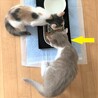 絶妙なグレーの毛並み●人＆猫見知りなし●兄弟あり サムネイル4