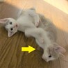 絶妙なグレーの毛並み●人＆猫見知りなし●兄弟あり サムネイル6