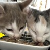 絶妙なグレーの毛並み●人＆猫見知りなし●兄弟あり サムネイル7