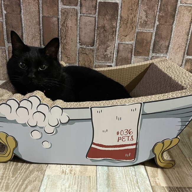 ちゃじこのカバー写真