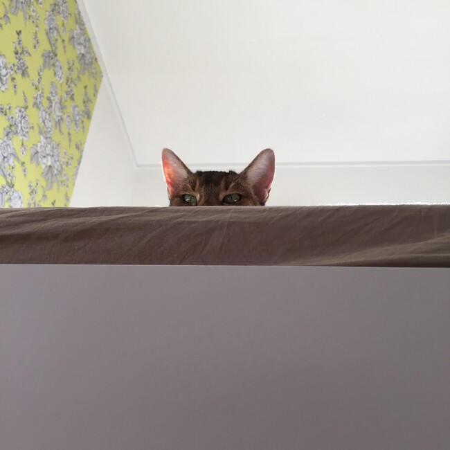 Abyeeのカバー写真