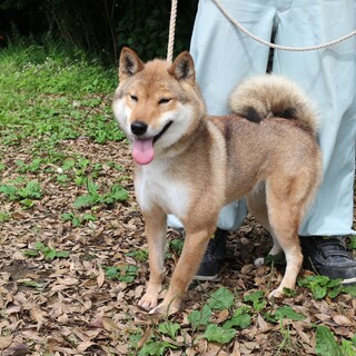日本犬で一番数が少ない四国犬女の子