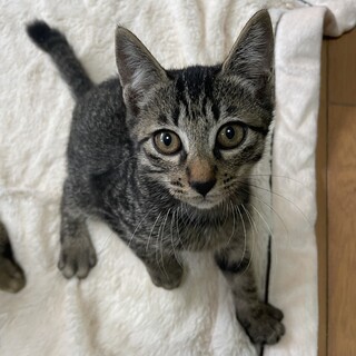 キジの男の子！「縁」えにし3ヶ月くらい