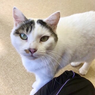 甘えっ子フクちゃんに幸せいっぱいのシニアライフを☆