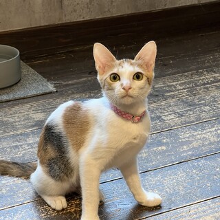 おもちゃ大好き！元気いっぱいなバターちゃん