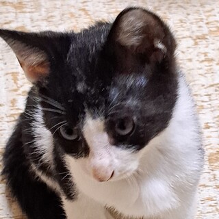 おとぼけ顔のちびくん