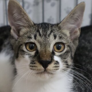 とっても甘えん坊なキジシロ猫のかっくん❣️