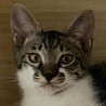 とっても甘えん坊なキジシロ猫のかっくん❣️ サムネイル2