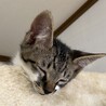とっても甘えん坊なキジシロ猫のかっくん❣️ サムネイル6