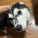 シベリアンハスキー　4ヶ月