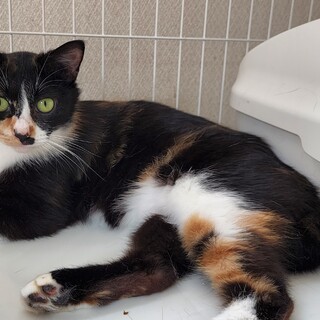 三毛猫だけどハチワレ　可愛いミケちゃん