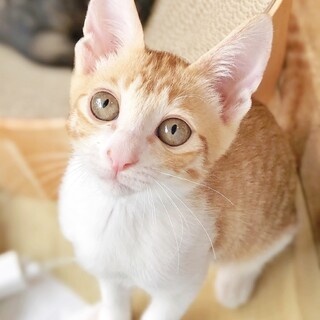 【にぎり】おかげさまで里親さまが決まりました！