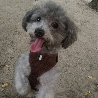 トイプー モアナちゃん