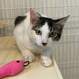 甘えん坊のマザコンタイプキジ白♂約4ヶ月