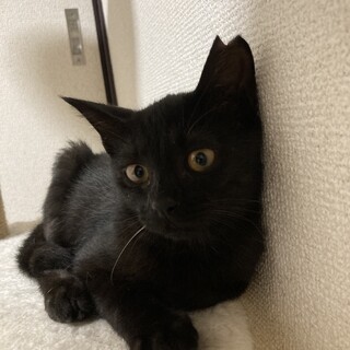 人慣れしているかわいい黒猫女の子