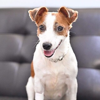 ジャックラッセルテリア　なつちゃん　里親様募集☆