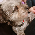 里親募集　譲渡　チワプー犬