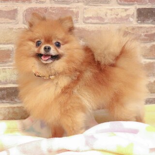 ふわふわポメ‪‪❤︎‬ももち