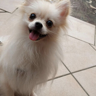 さらつやポメ‪‪❤︎‬カレン