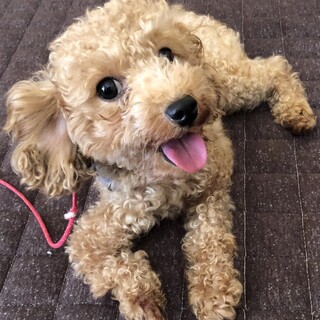 ココア　脚が悪いけど元気いっぱい！2歳の女の子。