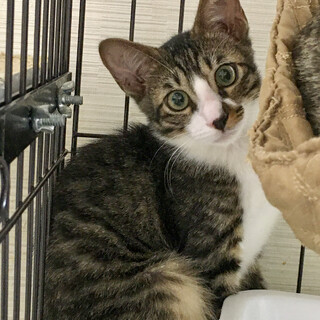 【8/28⭐️堺東にて譲渡会】参加猫ミネくん