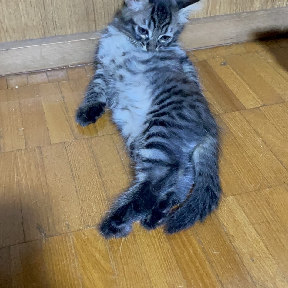 くまさんのカバー写真