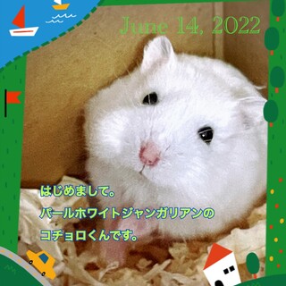 パールホワイトジャンガリアン　2ヶ月