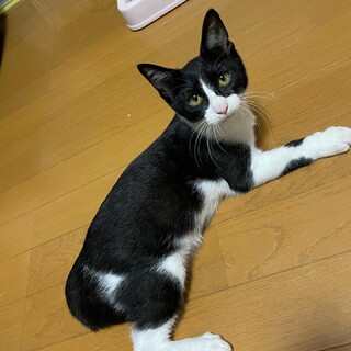 ハチワレの女の子