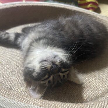 急募