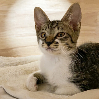 【8/28⭐️堺東にて譲渡会】参加猫かっくん