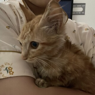 茶トラのメス、お風呂得意です