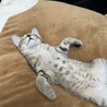 しばゆみ