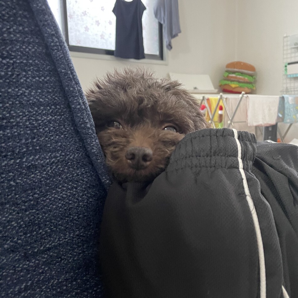 あずきのカバー写真