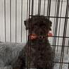 はとぽっぽっさん