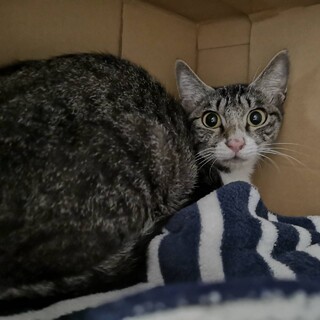 ★目がクリクリなキジシロちゃん(女の子)★