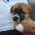 生後2カ月位の雑種子犬たち、家族募集！！