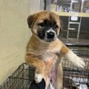生後2カ月位の雑種子犬たち、家族募集！！ サムネイル2
