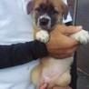 生後2カ月位の雑種子犬たち、家族募集！！ サムネイル3