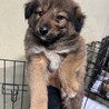 生後2カ月位の雑種子犬たち、家族募集！！ サムネイル4