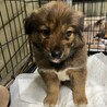 生後2カ月位の雑種子犬たち、家族募集！！ サムネイル5