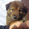 生後2カ月位の雑種子犬たち、家族募集！！ サムネイル6