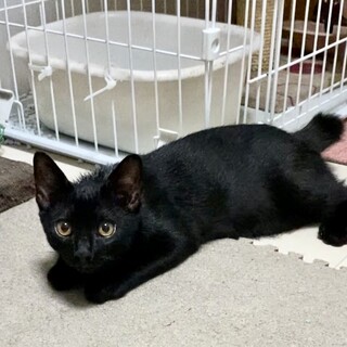 人なれ抜群★ウィズ♂4か月くらい