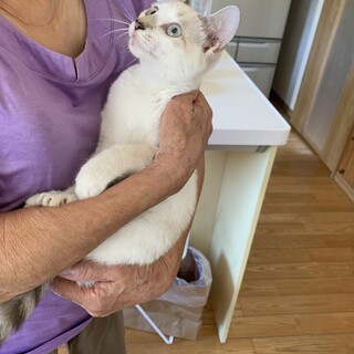 一時募集停止抱っこが大好き甘えん坊の白系シャム猫