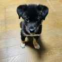 元気な子犬の男の子