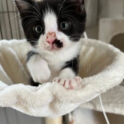 第173回　にゃん☆ぴーす猫譲渡会