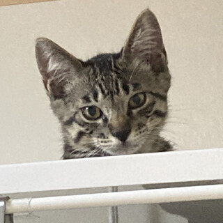 4月生まれのキジトラの男の子