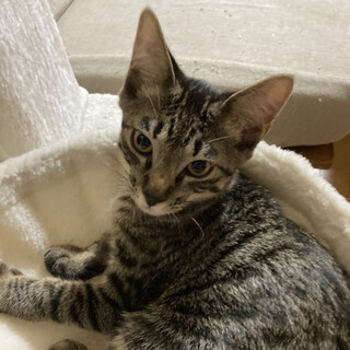 4月生まれのキジトラの男の子