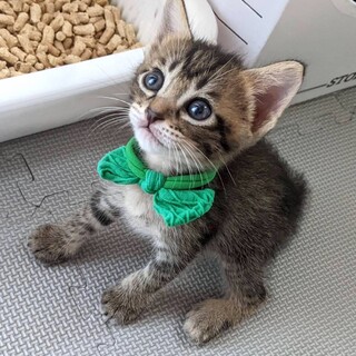 募集一時停止　甘え上手♥️男子ドム