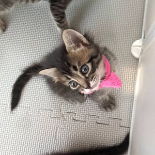 募集一時停止　控えめ女子♥️ロッテ